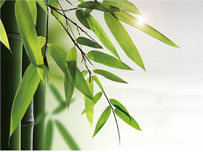 Main Joint Efforts To Promote The Development Of The Bamboo Industry